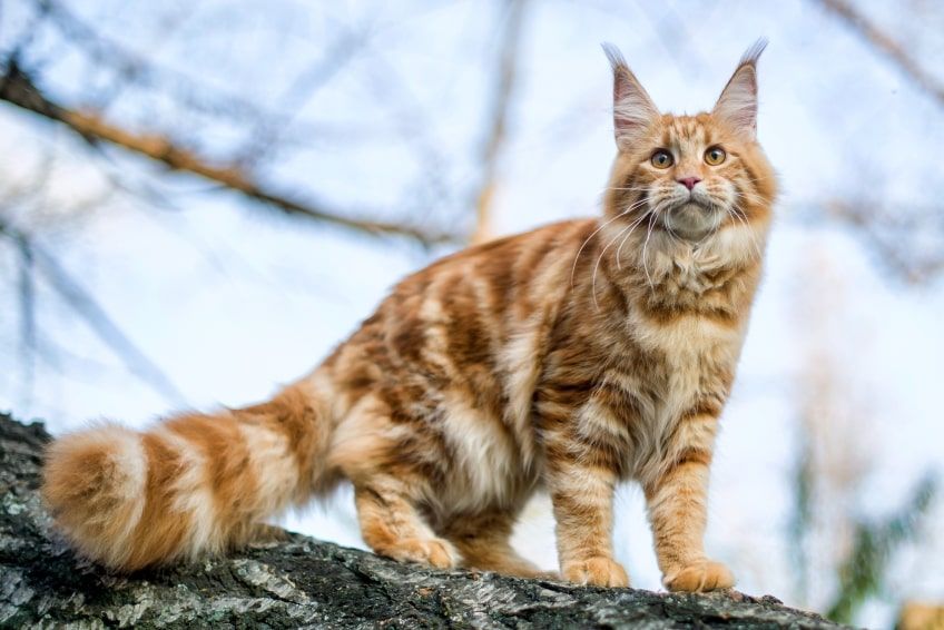 maine coon największe koty domowe