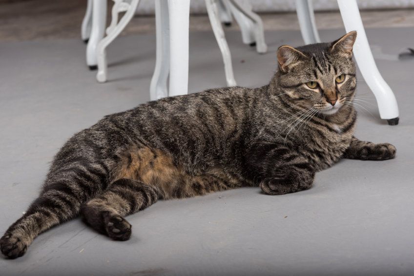 Pręgowany manx leżący na podłodze