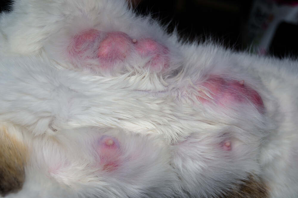 mastitis u kotki (1).jpg