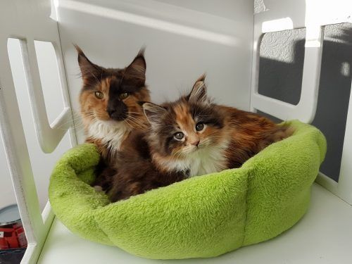 mezzomixx-and-daughter-e1483801477619.jpg