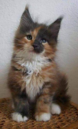 mezzomixx-as-kitten-e1483801425761.jpg