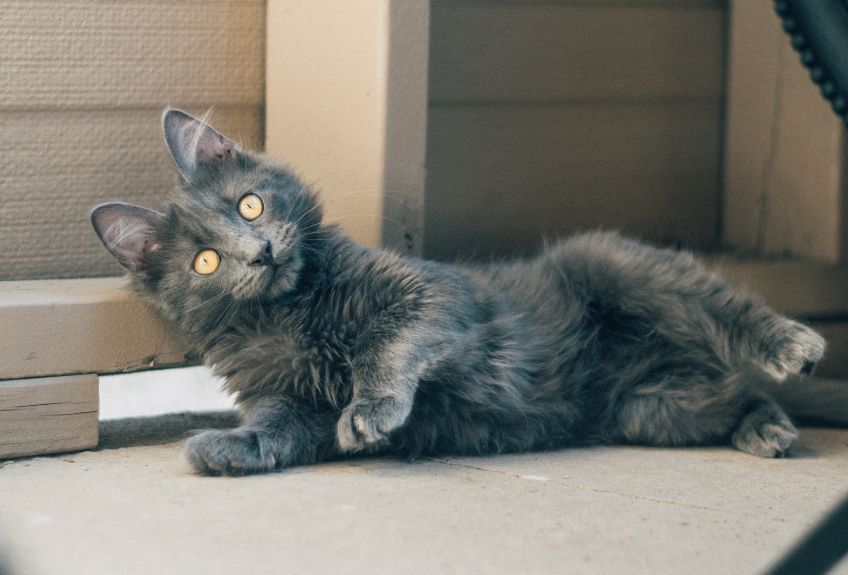 nebelung