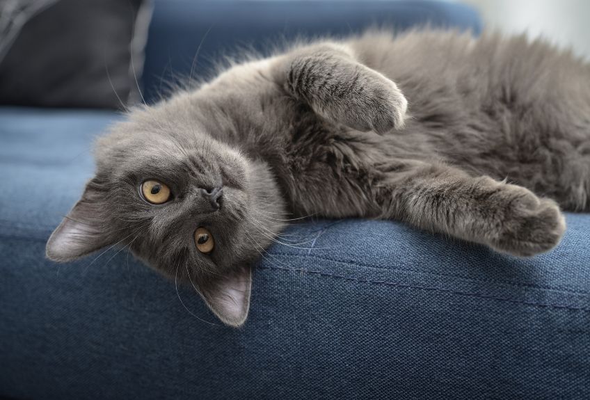 nebelung na kanapie.jpg