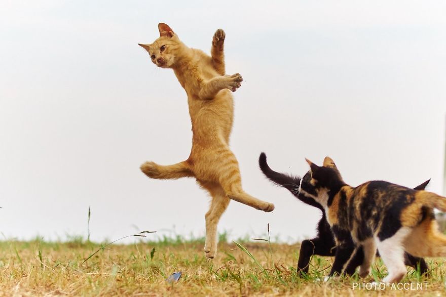 kot Ninja