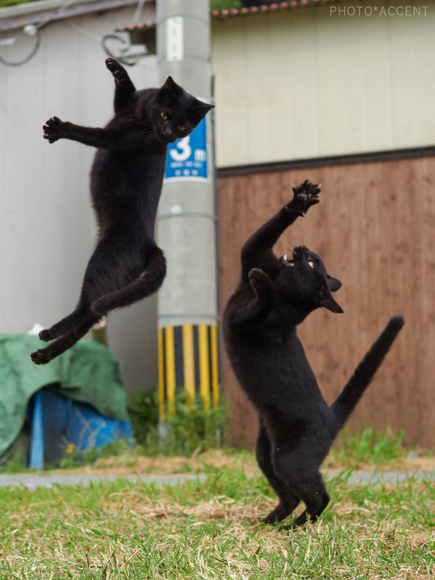 kot Ninja