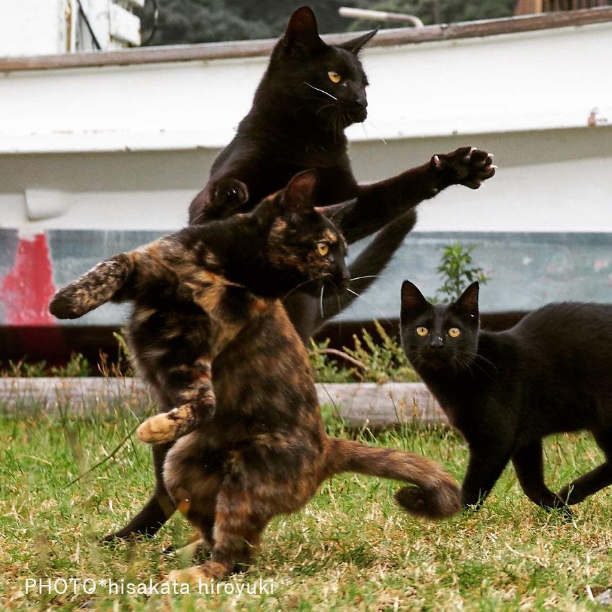 kot Ninja