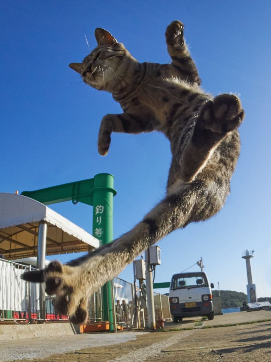 kot Ninja