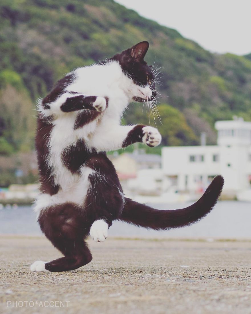 kot Ninja