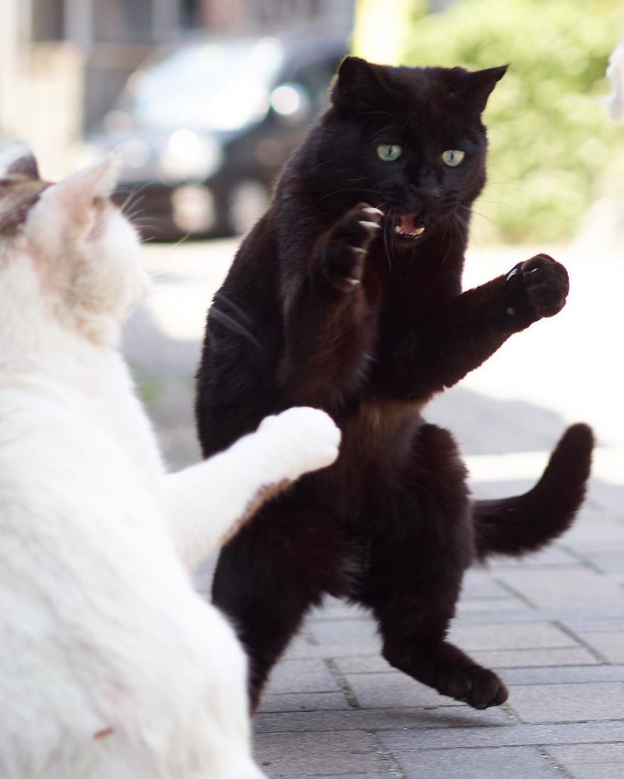 kot Ninja