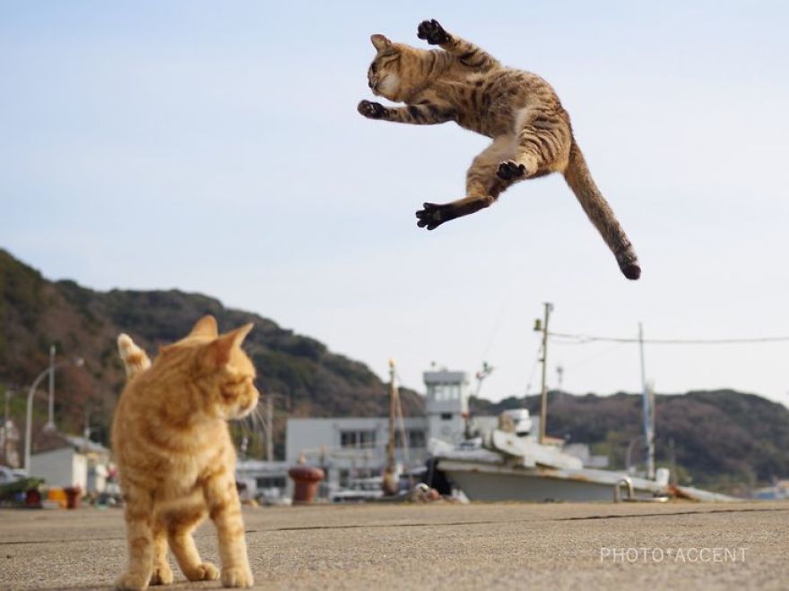 kot Ninja