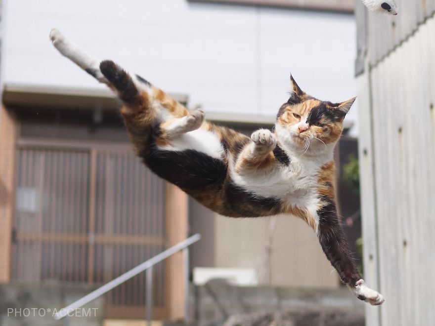 kot Ninja