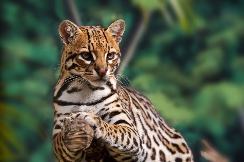 ocelot na drzewie