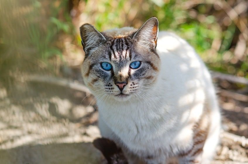 ojos azules-min.jpg