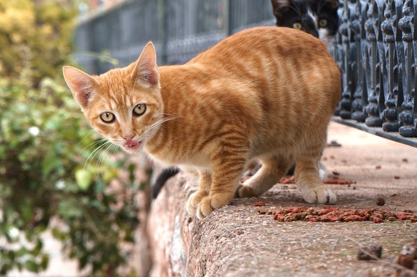 oswajanie kociaków z ulicy-min.jpg