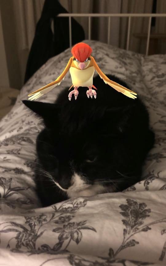 pet_can_see.jpg