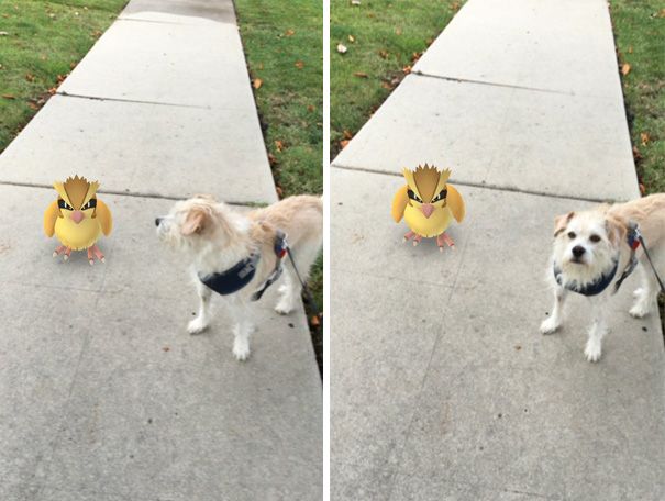 pets-can-see-pokemon-go-japan-11-5796203da6867__605.jpg