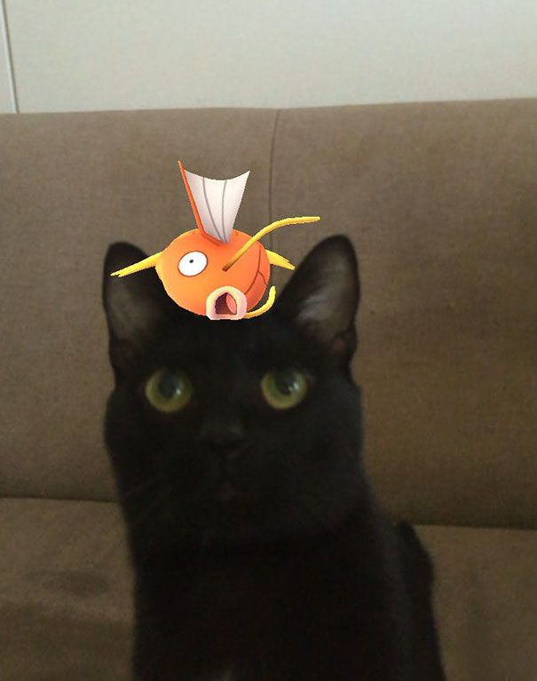 pets-can-see-pokemon-go-japan-12-57961ffd633c9__605.jpg