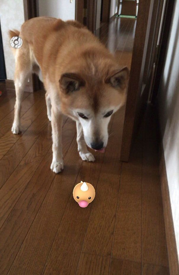 pets-can-see-pokemon-go-japan-14-579620b160e34__605.jpg