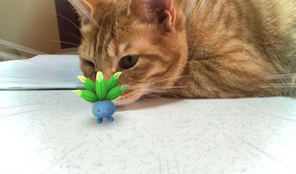 pets-can-see-pokemon-go-japan-17-57962159bb33b__605.jpg