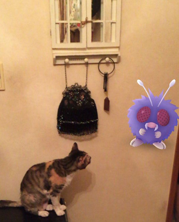 pets-can-see-pokemon-go-japan-24-579622ccdff8c__605.jpg