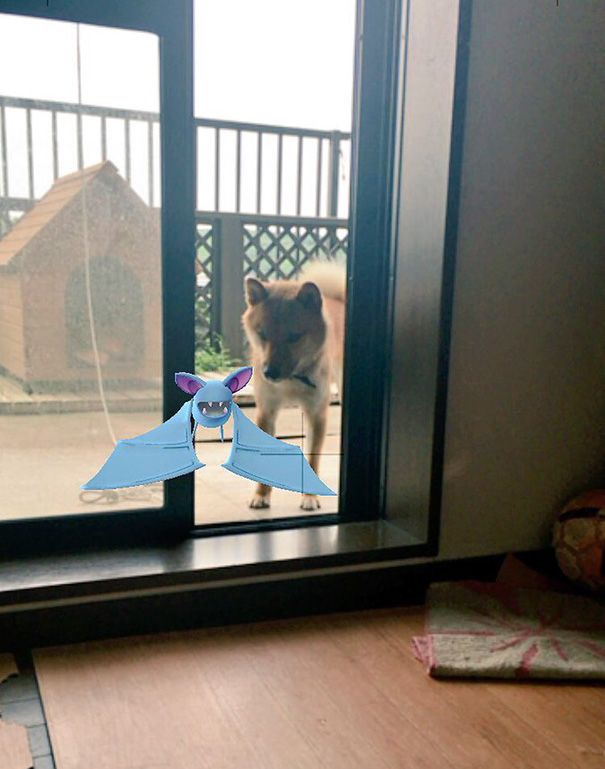 pets-can-see-pokemon-go-japan-5-57961c39ecf85__605.jpg
