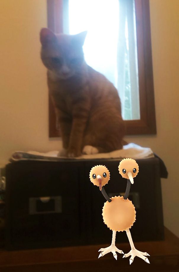 pets-can-see-pokemon-go-japan-9-57961c45ac834__605.jpg
