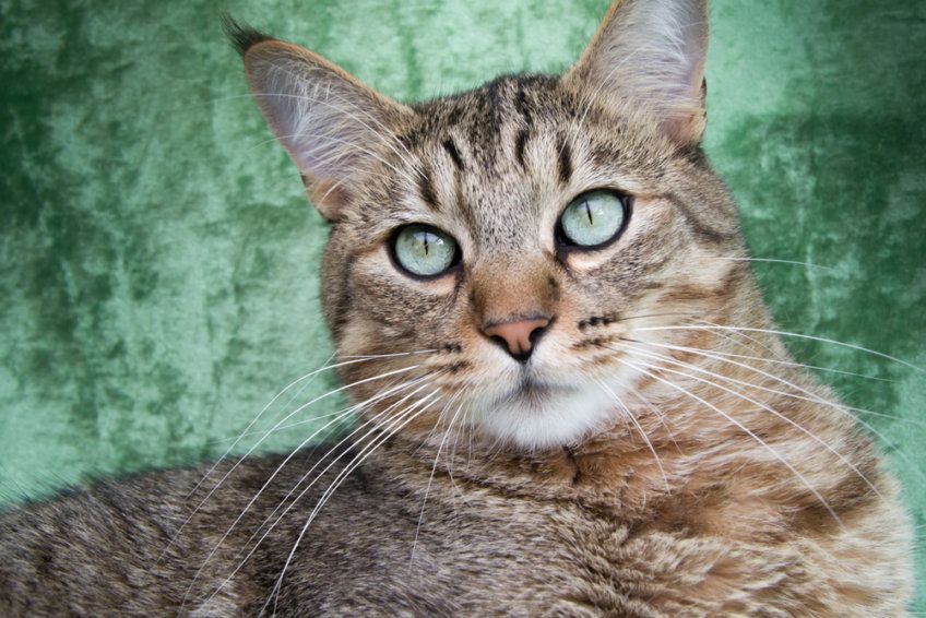 Portret pixie-boba o zielonych oczach
