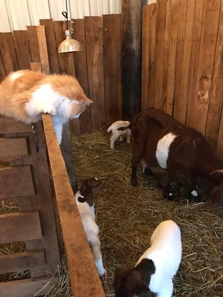 kot i kozy na farmie