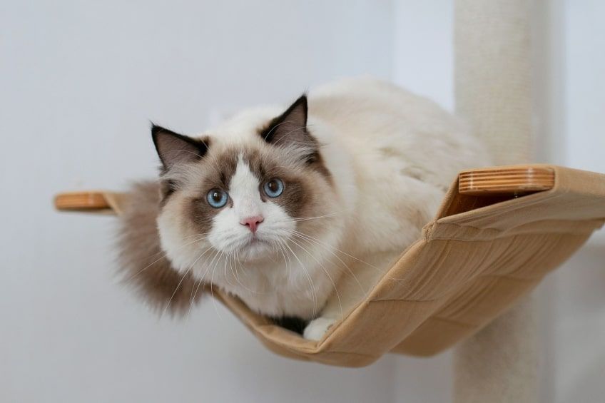 ragdoll największe koty domowe