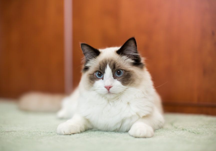 ragdoll rasy dla zestresowanych koty