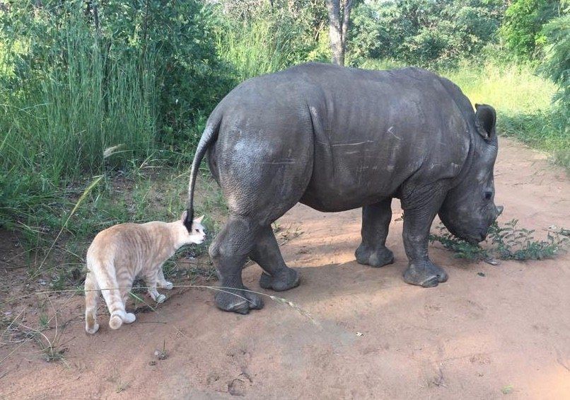 rhino4.jpg