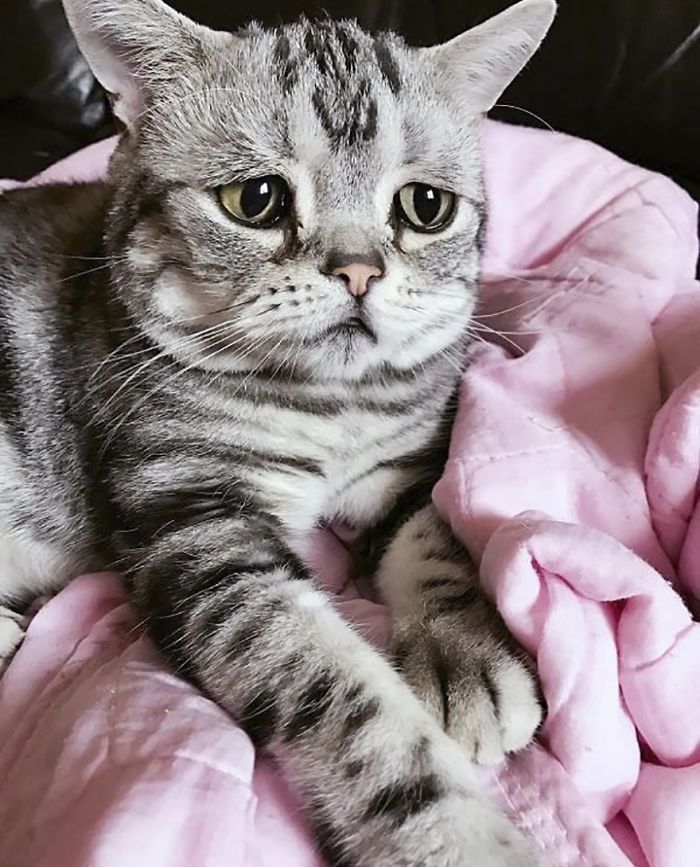 Luhu najsmutniejszy kot świata