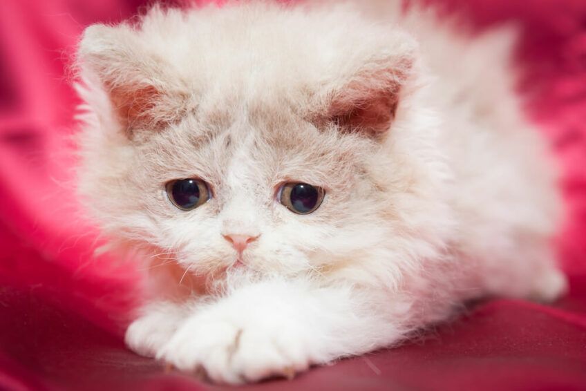 kot selkirk rex 