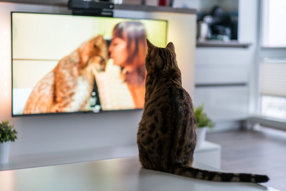 jak zorganizować kotu czas, gdy nie ma nas w domu, telewizja