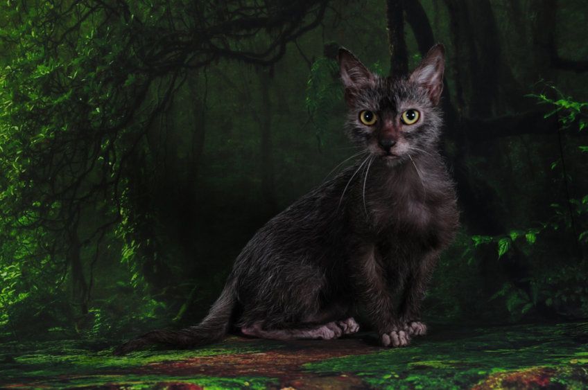 lykoi kot wilkołak