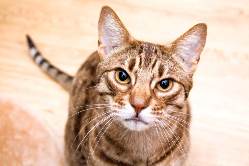 kot ocicat