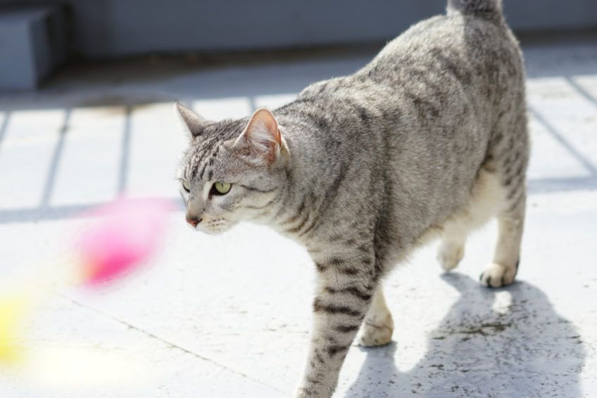 mau