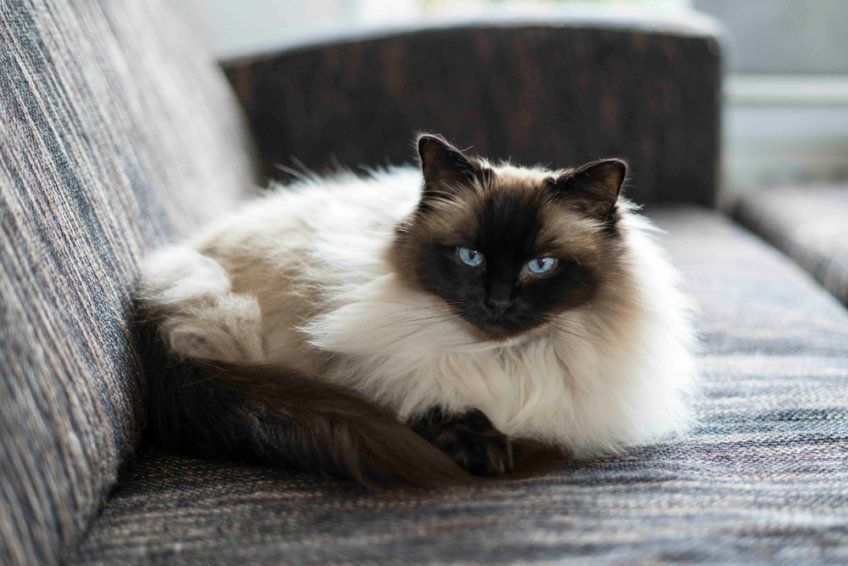 Ragdoll seal point