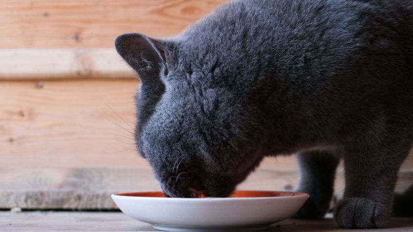 kot brytyjski je z miski