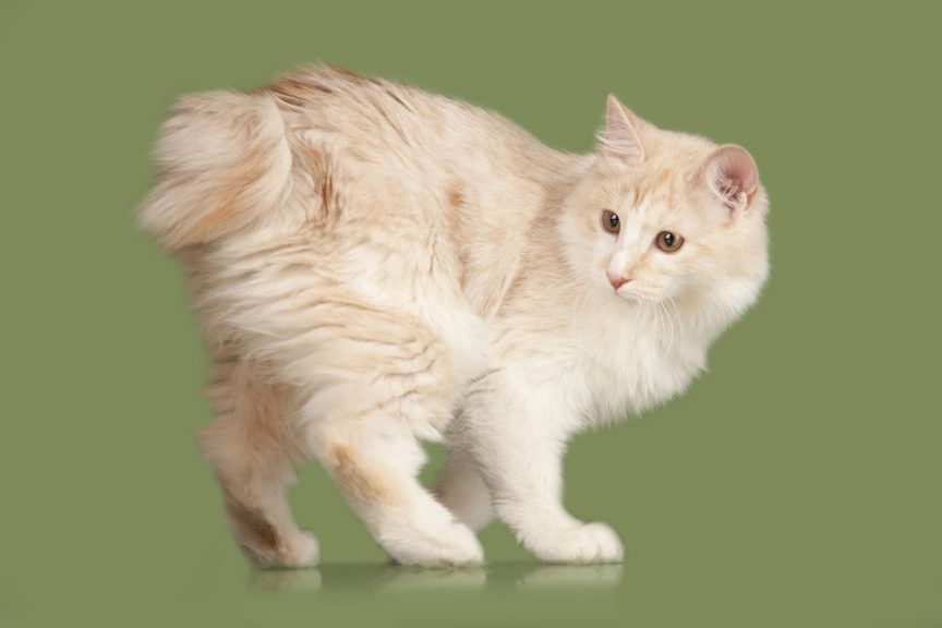 kot kurylski bobtail, kurilian bobtail w nietypowym umaszczeniu
