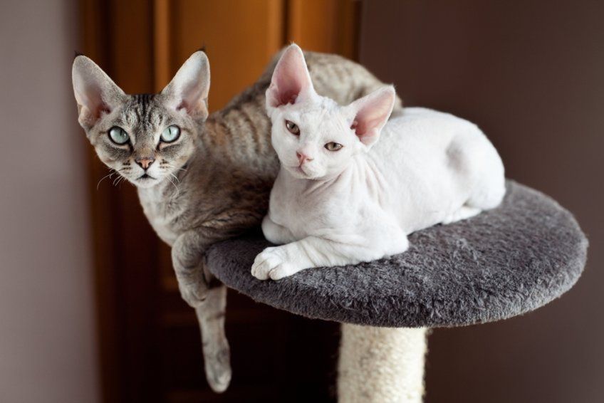 Dwa koty rasy Devon rex leżą na drapaku