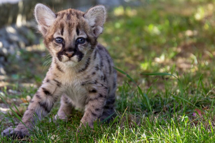 mała puma