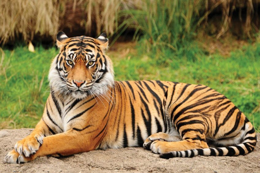 tygrys bengalski