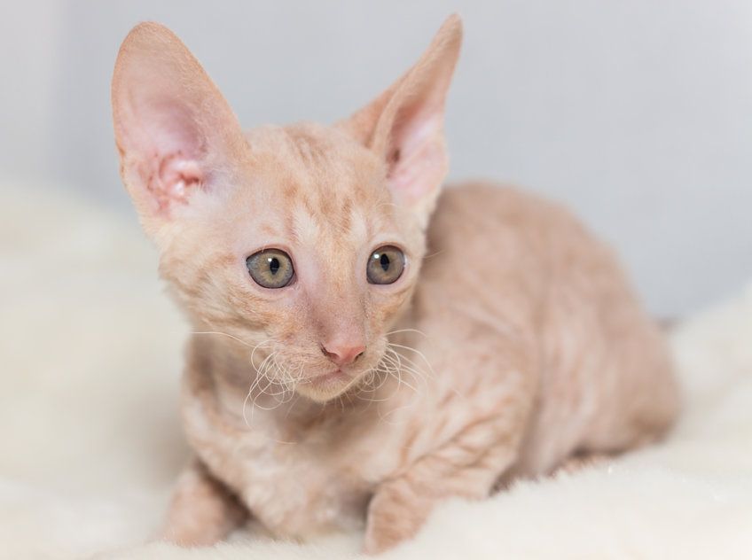 cornish rex