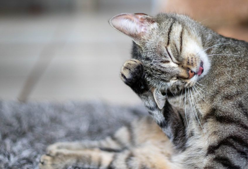 cat licks fur
