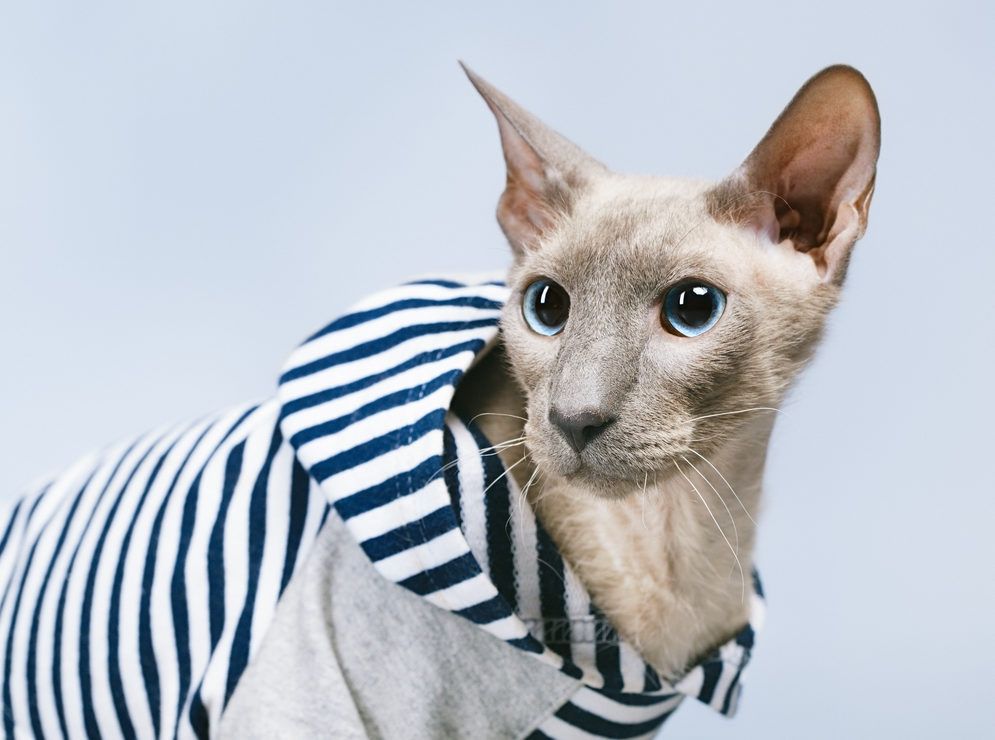 sfinks petersburski, peterbald
