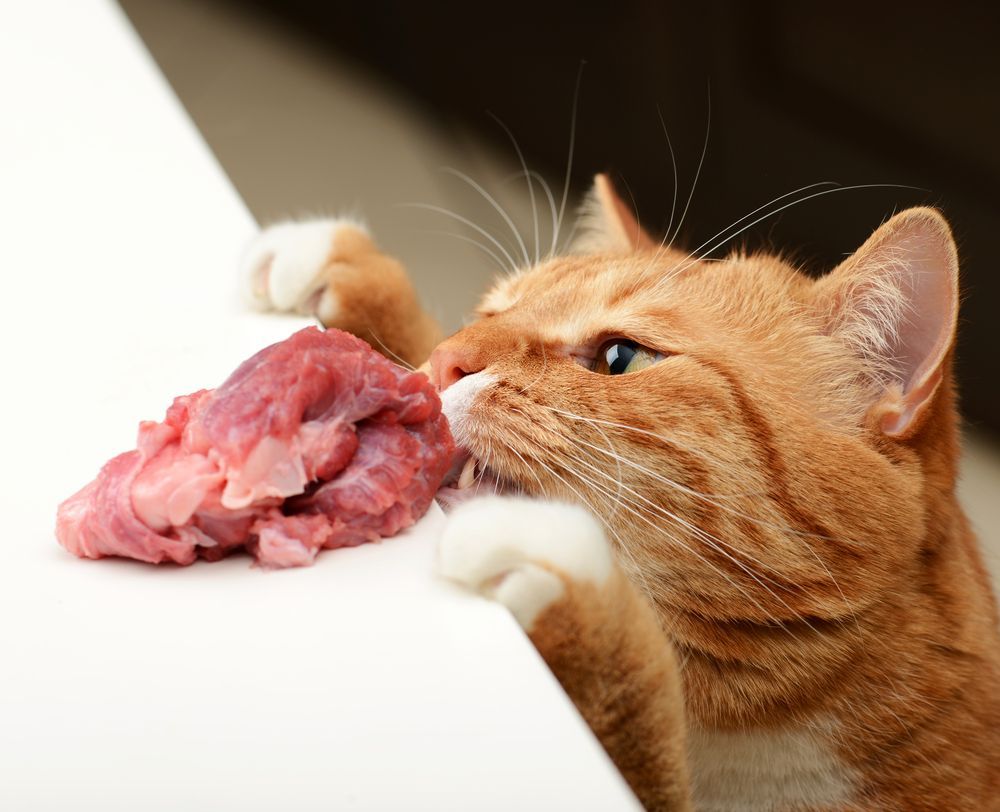 dieta barf u kota