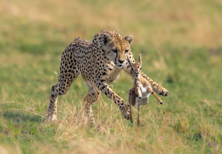 polujący gepard