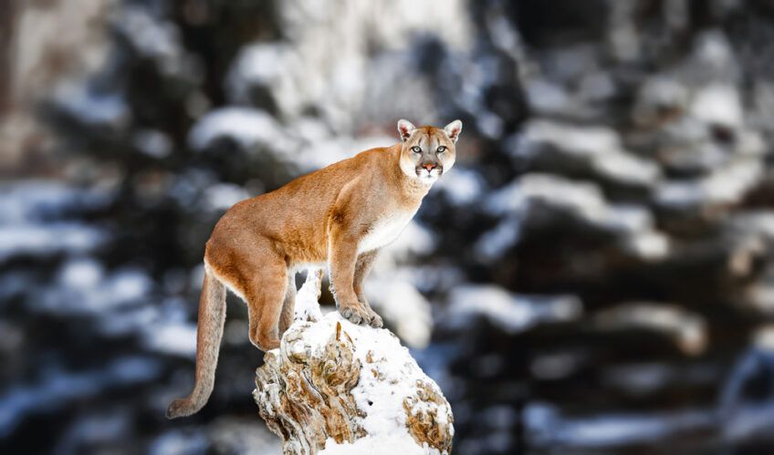 puma na drzewie