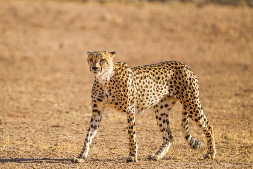 gepard